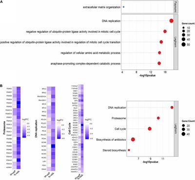 Integrated Transcriptome and Histone Modification Analysis Reveals NDV Infection Under Heat Stress Affects Bursa Development and Proliferation in Susceptible Chicken Line